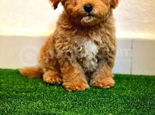 A Kalite Poodle Ayarında Maltipoo Yavrularimiz görsel