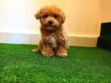 A Kalite Poodle Ayarında Maltipoo Yavrularimiz