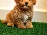 A Kalite Poodle Ayarında Maltipoo Yavrularimiz