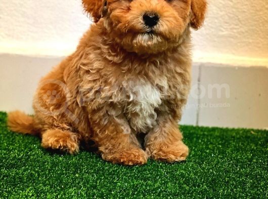 A Kalite Poodle Ayarında Maltipoo Yavrularimiz görsel