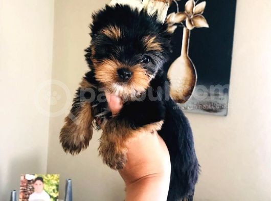 Wc Eğitimli Teacup Yorkshire Bebekler görsel