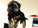 Aşıları Yapılmış Mini Teacup Yorki Wc Eğitimli