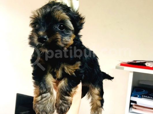 Aşıları Yapılmış Mini Teacup Yorki Wc Eğitimli görsel