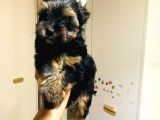 Aşıları Yapılmış Mini Teacup Yorki Wc Eğitimli
