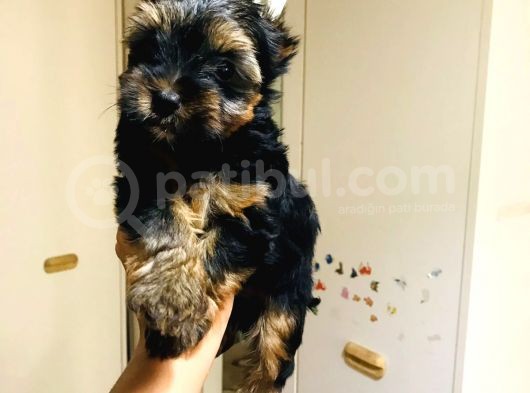 Aşıları Yapılmış Mini Teacup Yorki Wc Eğitimli görsel