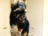 Aşıları Yapılmış Mini Teacup Yorki Wc Eğitimli