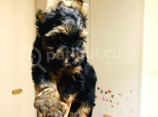 Aşıları Yapılmış Mini Teacup Yorki Wc Eğitimli görsel