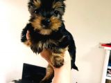 Aşıları Yapılmış Mini Teacup Yorki Wc Eğitimli