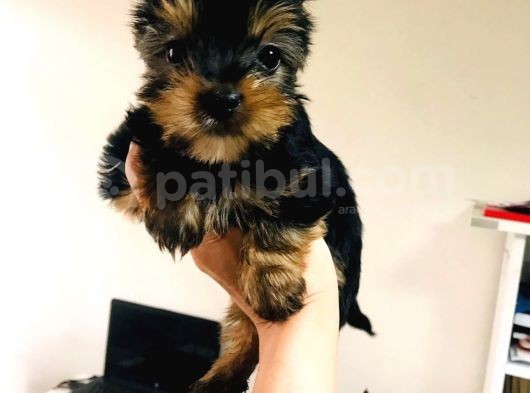 Aşıları Yapılmış Mini Teacup Yorki Wc Eğitimli görsel