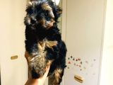 Aşıları Yapılmış Mini Teacup Yorki Wc Eğitimli