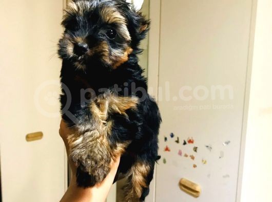 Aşıları Yapılmış Mini Teacup Yorki Wc Eğitimli