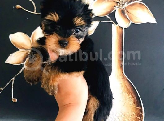 Wc Eğitimli Teacup Yorkshire Bebekler görsel