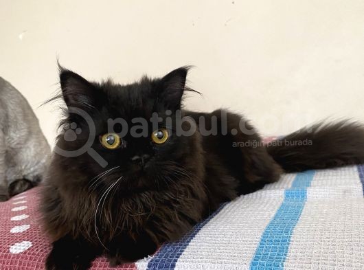 Chinchilla Bebeklerimiz Yeni Yuvalarını Bekliyor görsel
