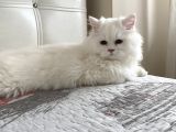 Chinchilla Bebeklerimiz Yeni Yuvalarını Bekliyor