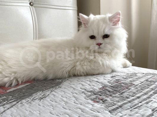 Chinchilla Bebeklerimiz Yeni Yuvalarını Bekliyor görsel