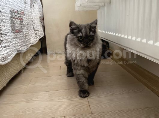 Chinchilla Bebeklerimiz Yeni Yuvalarını Bekliyor görsel