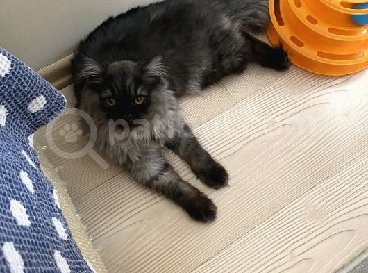 Chinchilla Bebeklerimiz Yeni Yuvalarını Bekliyor görsel