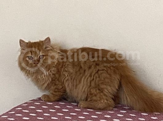 Chinchilla Bebeklerimiz Yeni Yuvalarını Bekliyor görsel