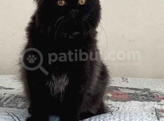 Chinchilla Bebeklerimiz Yeni Yuvalarını Bekliyor görsel
