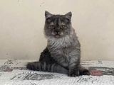 Chinchilla Bebeklerimiz Yeni Yuvalarını Bekliyor