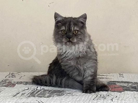 Chinchilla Bebeklerimiz Yeni Yuvalarını Bekliyor görsel