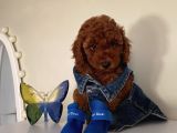 Kıvır Kıvır Tüylü Toypoodle Bebeklerimiz