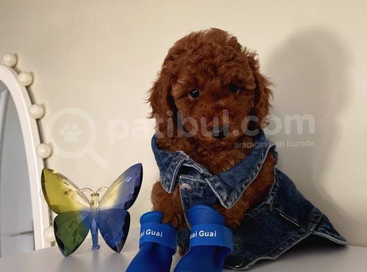 Kıvır Kıvır Tüylü Toypoodle Bebeklerimiz görsel