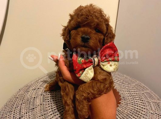 Aşılı Pasaportlu Toypoodle Bebeklerimiz görsel