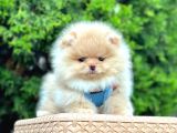 Teddy Face Boo Pomeranian Yavrular