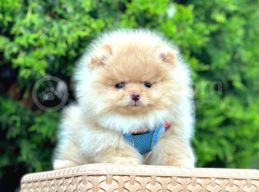 Teddy Face Boo Pomeranian Yavrular
