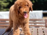 Red Brown  Labradoodle Amerika Gen Anne Baba