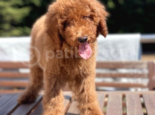 Red Brown  Labradoodle Amerika Gen Anne Baba görsel