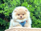 Teddy Face Boo Pomeranian Yavrular