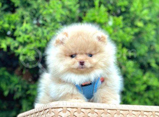 Teddy Face Boo Pomeranian Yavrular görsel