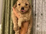 Aşılı Pasaportlu Toypoodle Bebeklerimiz