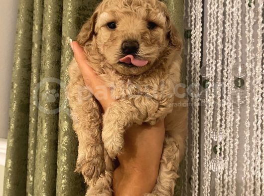 Aşılı Pasaportlu Toypoodle Bebeklerimiz görsel