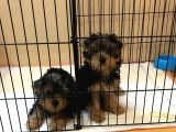 Teacup Yorkie yavrular