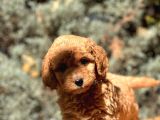 Toy Poodle Bebekleri̇