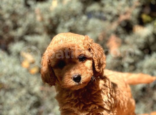 Toy Poodle Bebekleri̇ görsel