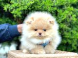 Teddy Face Boo Pomeranian Yavrular