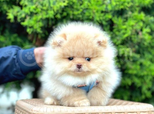 Teddy Face Boo Pomeranian Yavrular görsel