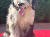 Blue Merle Bernedoodle Mavi Göz Nadir Renk Türkiye’de Ilk
