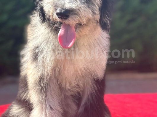 Blue Merle Bernedoodle Mavi Göz Nadir Renk Türkiye’de Ilk görsel