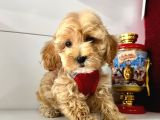 Mix Irk Sevimli Maltipoo Yavrular