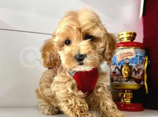 Mix Irk Sevimli Maltipoo Yavrular görsel