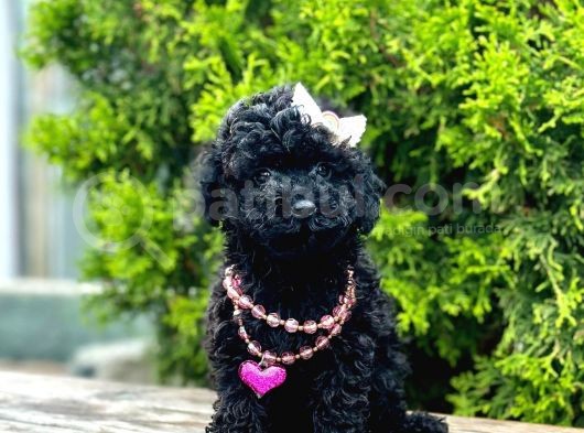 Black Nadir Renk Toy Poodle Yavrular görsel