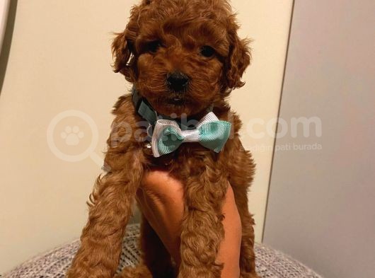 Muhteşem Poodle Yavrularımız görsel