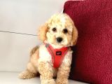 Dizayn Irk Ufacık Boyut Maltipoo Sevimli Bebekler