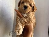 Ev Ortamında Büyüyen Toypoodle Yavrularımız