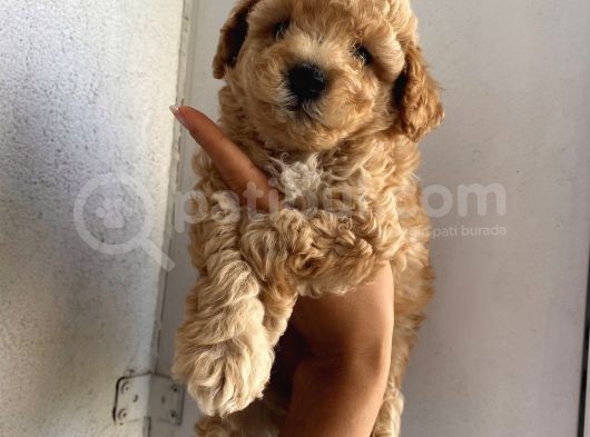 Ev Ortamında Büyüyen Toypoodle Yavrularımız görsel